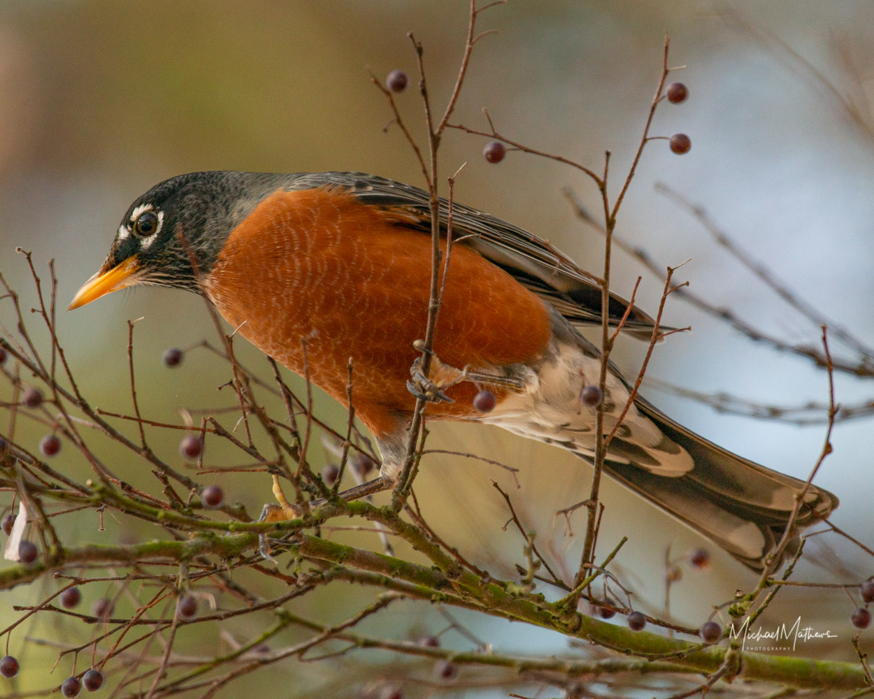 American Robin