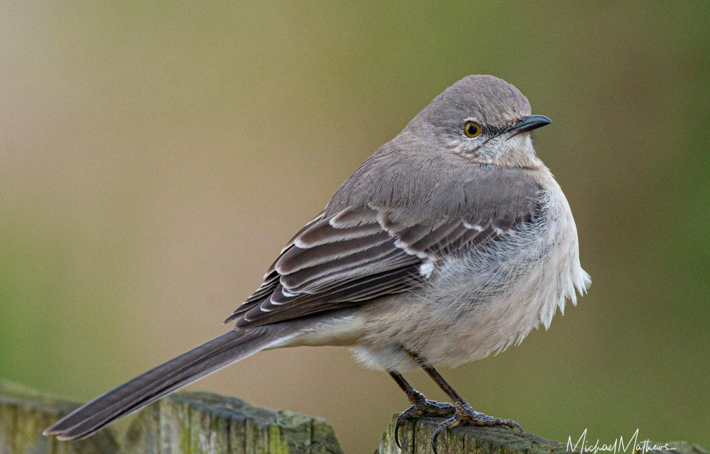 Northern Mockingbird