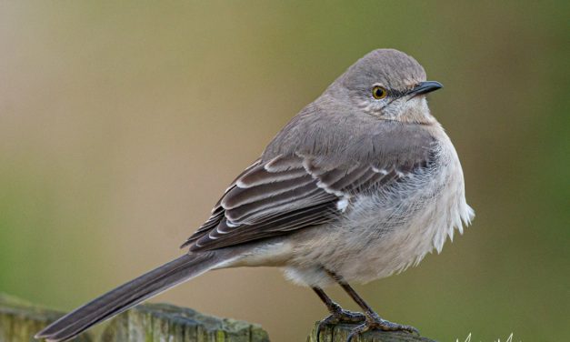 Northern Mockingbird