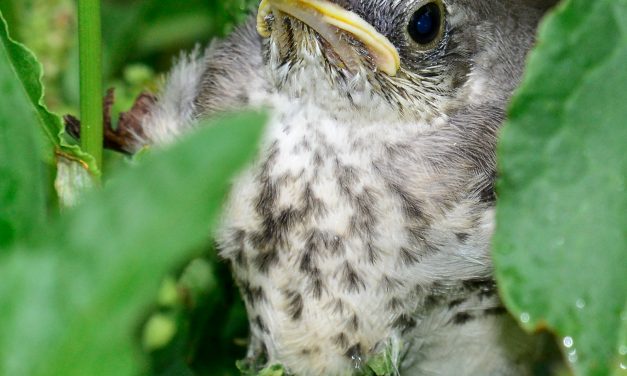 I Found a Baby Bird! Now What?