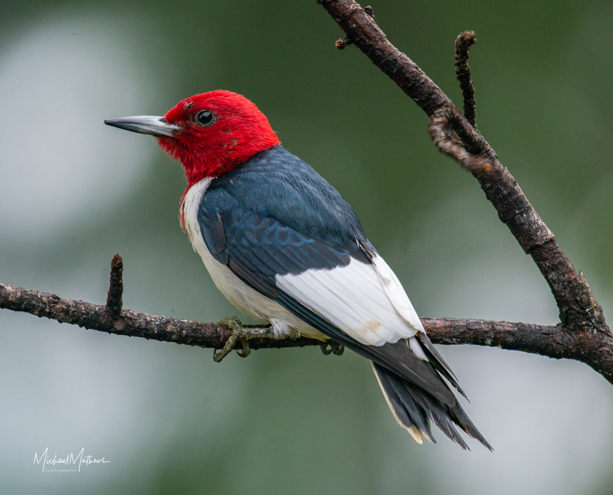 Red-headed Woodpecker