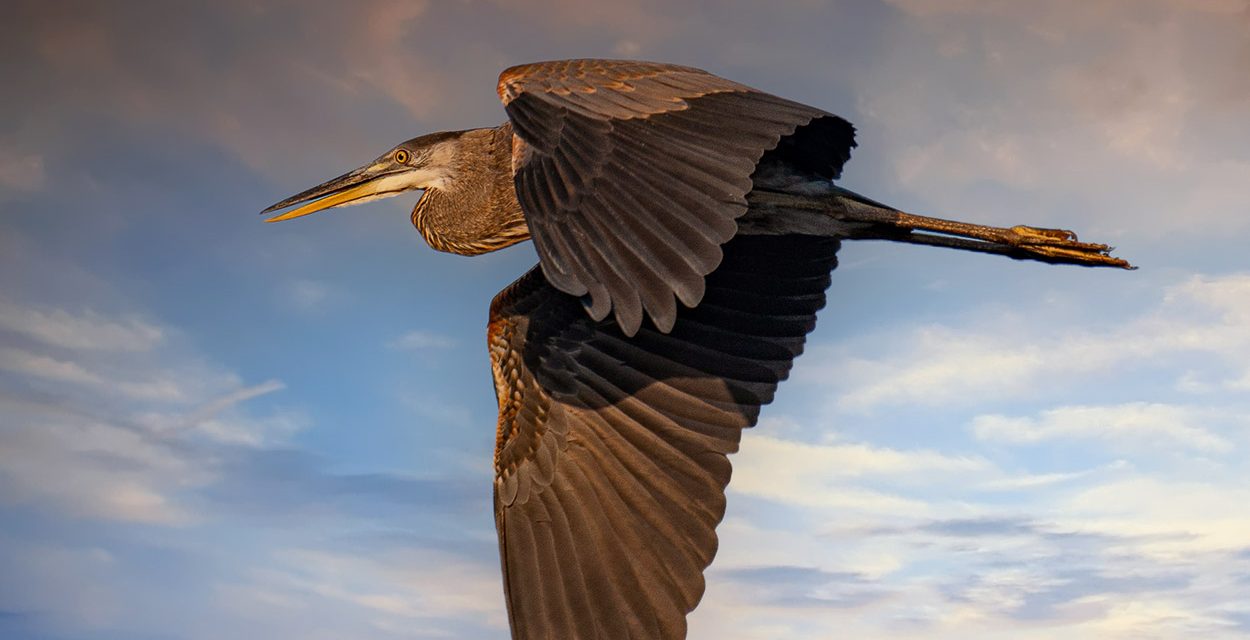 Great Blue Heron