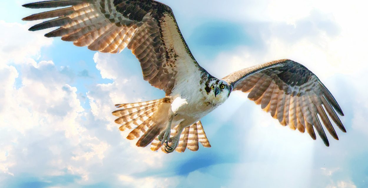 Osprey