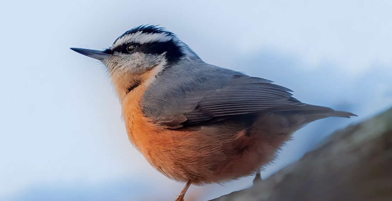 Red-breasted Nuthatch