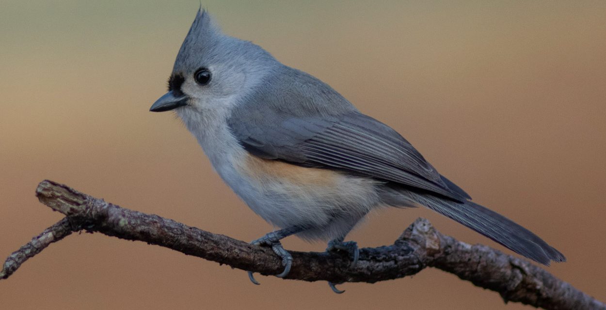 Tufted Titmouse