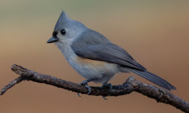 Tufted Titmouse