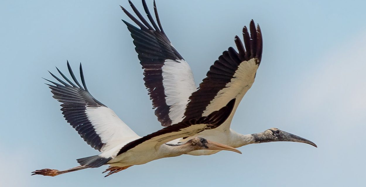 Wood Storks