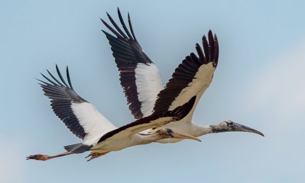 Wood Storks