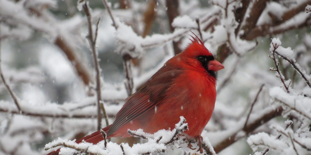 Top Ten Things To Feed Birds In The Winter