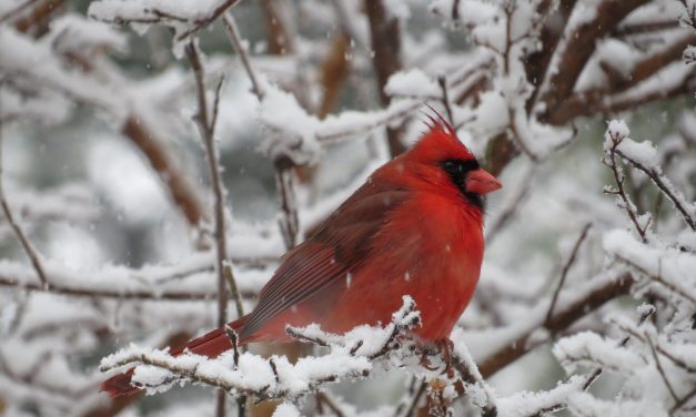 Top Ten Things To Feed Birds In The Winter